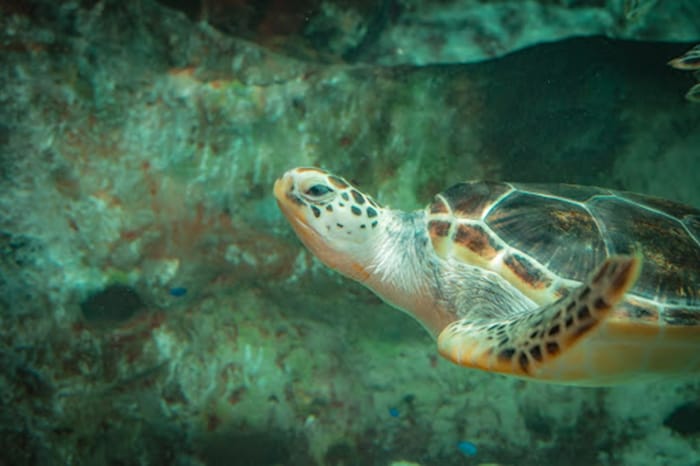 Aquarium